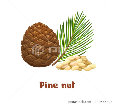 Pine nuts, uncommon plant seed kernels for food and raw eating, vector icon. Pine nuts or edible seeds from pine tree in shell and raw peeled for vegetarian healthy organic fruits or seed foodstuff 119566892