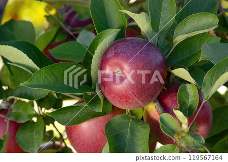 Ripe Apples Hanging on Tree Branch in Orchard 119567164