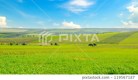 A field with green alfalfa and blue sky. Wide photo. 119567187