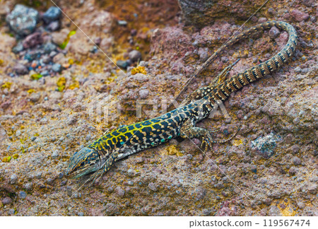 Italian wall lizard or ruin lizard - Podarcis siculus Italian wall lizard or ruin lizard - Podarcis siculus 119567474