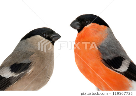 male and female bullfinch 119567725