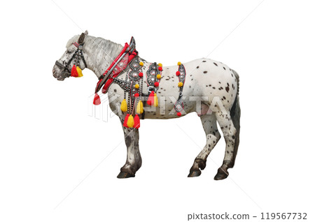 horse in festive attire isolated on white background horse in festive attire isolated on white background 119567732