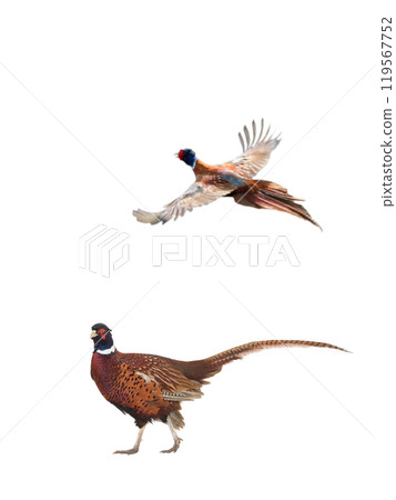male pheasant is isolated on a white background male pheasant is isolated on a white background 119567752