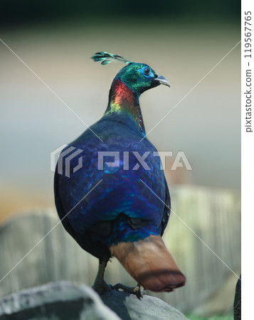 Portrait of Himalayan or Impeyan monal (Lophophorus impejanus) 119567765
