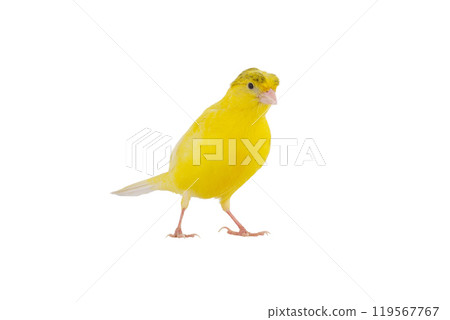 canary isolated on white background canary isolated on white background 119567767