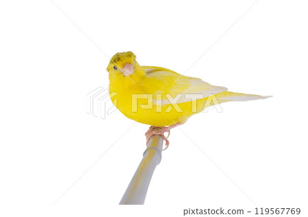 yellow canary isolated on white background 119567769