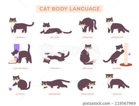 Cat language poster. Various kitten poses, pet play relaxed anxious trusting exited. Cats actions and emotions map, animal body expressions racy vector set 119567969