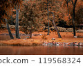 Let the colors of the season inspire you with this stunning autumn tree pond landscape view 119568324