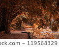 Journey through the dark woodland where the road is covered by the shadows of towering trees. Autumn Nature Landscape 119568329