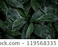 Green hues of freshness and vibrancy fill this close-up shot of leaves, a true display of natural beauty design 119568335