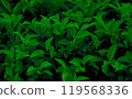 Green hues of freshness and vibrancy fill this close-up shot of leaves, a true display of natural beauty design 119568336