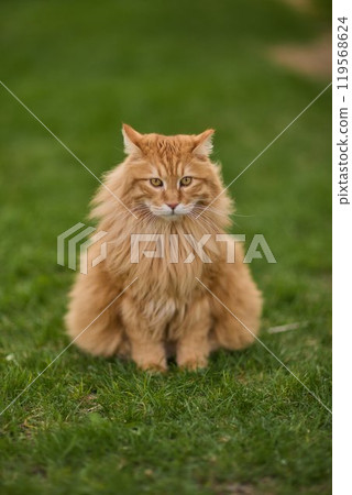 Fluffy orange cat in grass, mouth open, with whiskers, tail, and snout Fluffy orange cat in grass, mouth open, with whiskers, tail, and snout 119568624