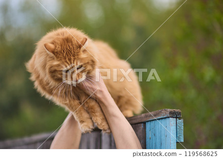 A ginger cat on a fence, with vibrant fur and agile posture under sunlight 119568625
