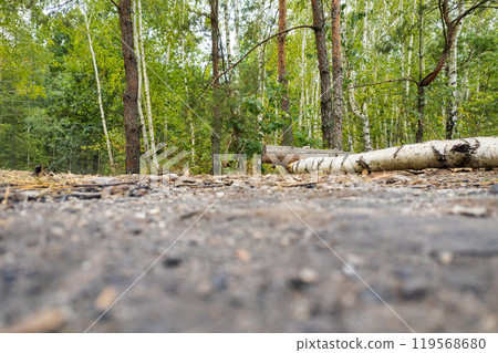 View of summer deciduous forest from ground level. 119568680