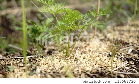 Ginseng field Ginseng field 119568726