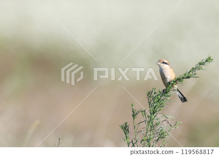 A shrike arrives on farmland in autumn 119568817