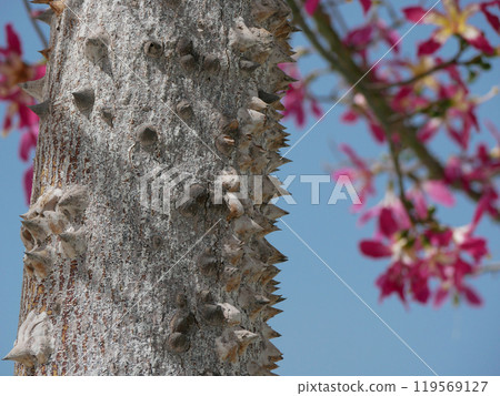Blooming Ceiba Chorisia speciosa, bottle or floss silk tree growing on Grand Canaria island. Tropical exotic spiked tree with pink flowers and thorns on the trunk 119569127