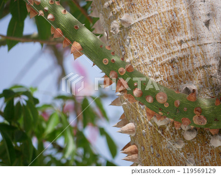 Blooming Ceiba Chorisia speciosa, bottle or floss silk tree growing on Grand Canaria island. Tropical exotic spiked tree with pink flowers and thorns on the trunk 119569129