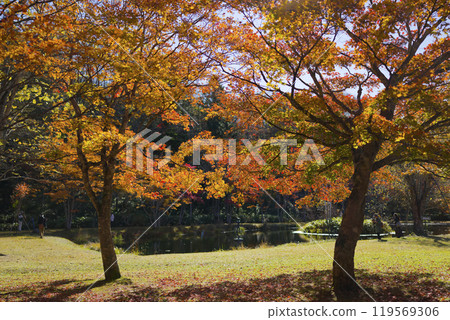 北海道的秋葉 119569306