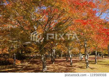 Autumn leaves of Hokkaido Autumn leaves of Hokkaido 119569308