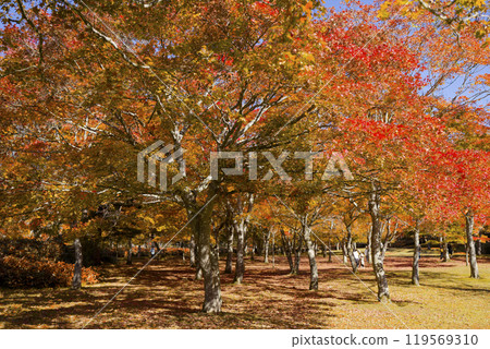 北海道的秋葉 北海道的秋葉 119569310