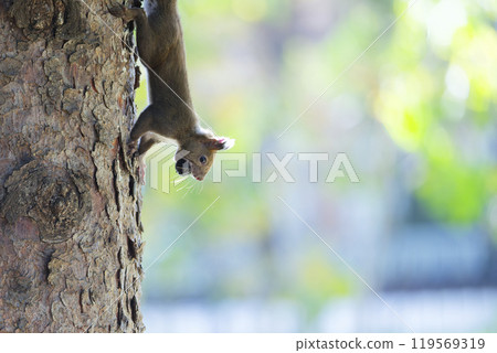 Squirrel on the tree 119569319