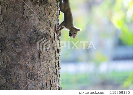 Squirrel on the tree 119569320