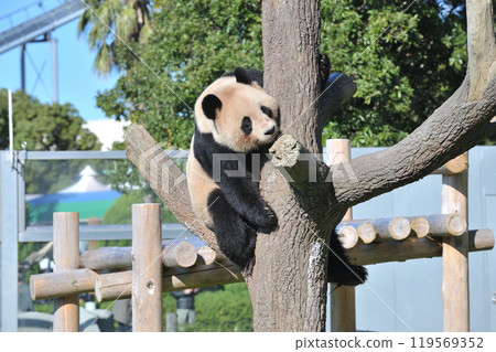 Climbing trees and having fun on Ryohama Beach Climbing trees and having fun on Ryohama Beach 119569352