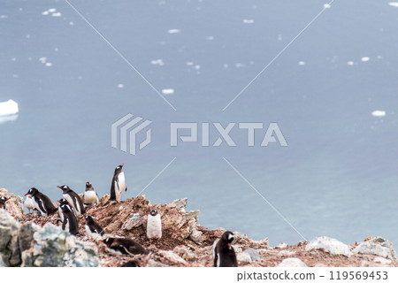Gentoo colony at Danco Island 119569453