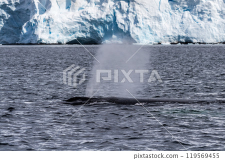 Detail of a humpback dorsal fin and blow hole Detail of a humpback dorsal fin and blow hole 119569455