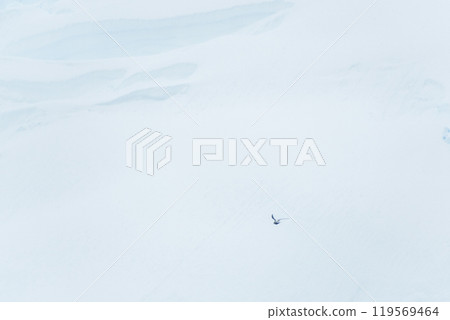 Arctic Tern flying in front of a glacier front 119569464