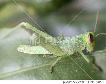 Green Grasshopper on a Leaf Green Grasshopper on a Leaf 119569856