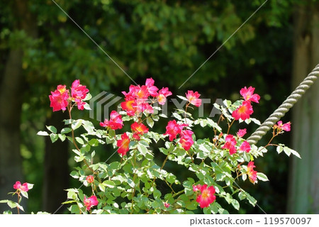 Early summer rose garden, rose flower, cocktail Early summer rose garden, rose flower, cocktail 119570097