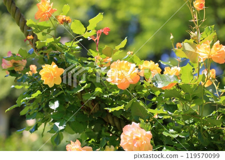 Early Summer Rose Garden Rose Flower Sahara '98 Early Summer Rose Garden Rose Flower Sahara '98 119570099