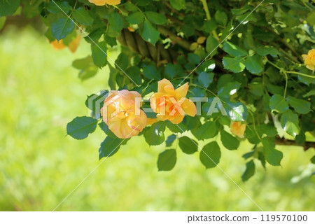 Early Summer Rose Garden Rose Flower Sahara '98 119570100