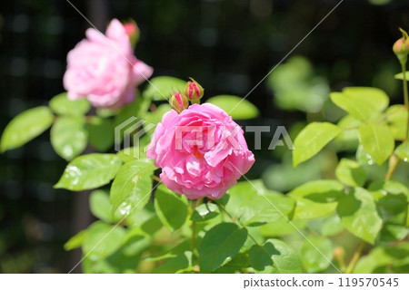 Early summer rose garden, rose flower, Marie Rose 119570545