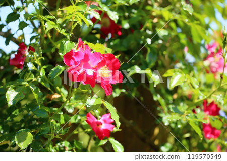 初夏玫瑰園，玫瑰花，多特蒙德 119570549