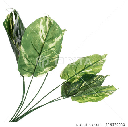 Green Leaf many Artificial spotted betel tropical leaves with branch. Dark green leaves of fake tropical spotted betel, tropical foliage plant leaf growing in wild. White background isolated 119570630