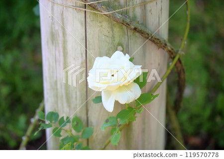 初夏玫瑰園，玫瑰花，白色聖誕節 119570778