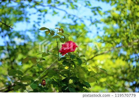 初夏玫瑰園，玫瑰花，瑪麗亞卡拉斯 119570779