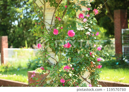 初夏玫瑰園玫瑰花遊行 119570780
