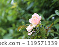 Cute autumn roses that shine in the green 119571339