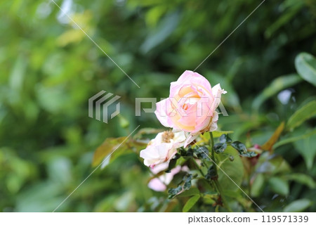 Cute autumn roses that shine in the green 119571339