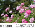 Cute pink roses 119571378