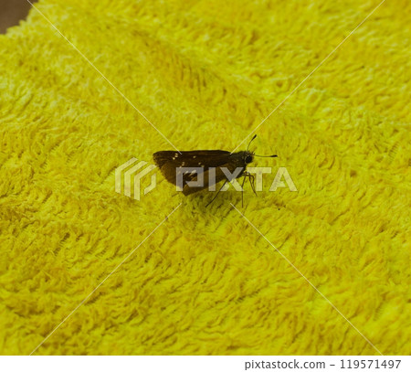 Hesperiidae butterflies Hesperiidae butterflies 119571497