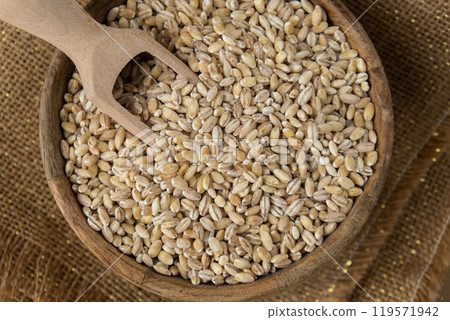 Pearl barley in neutral beige background. Whole spelt grain species. High protein fiber-rich vegan plant based food ingredient. Gluten free superfood healthy nutritional dietary alternative 119571942