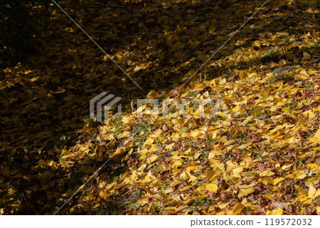 Ginkgo leaves fallen to the ground Ginkgo leaves fallen to the ground 119572032