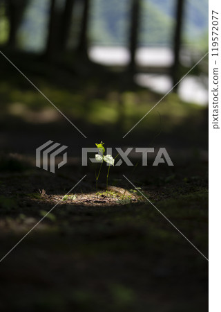 陽光透過樹木照亮的草地 119572077