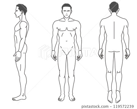 從正面和側面觀察的 8 頭男性全身線條畫插圖集。 119572239