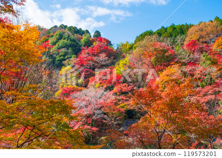 Autumn leaves of Konami River Autumn leaves of Konami River 119573201